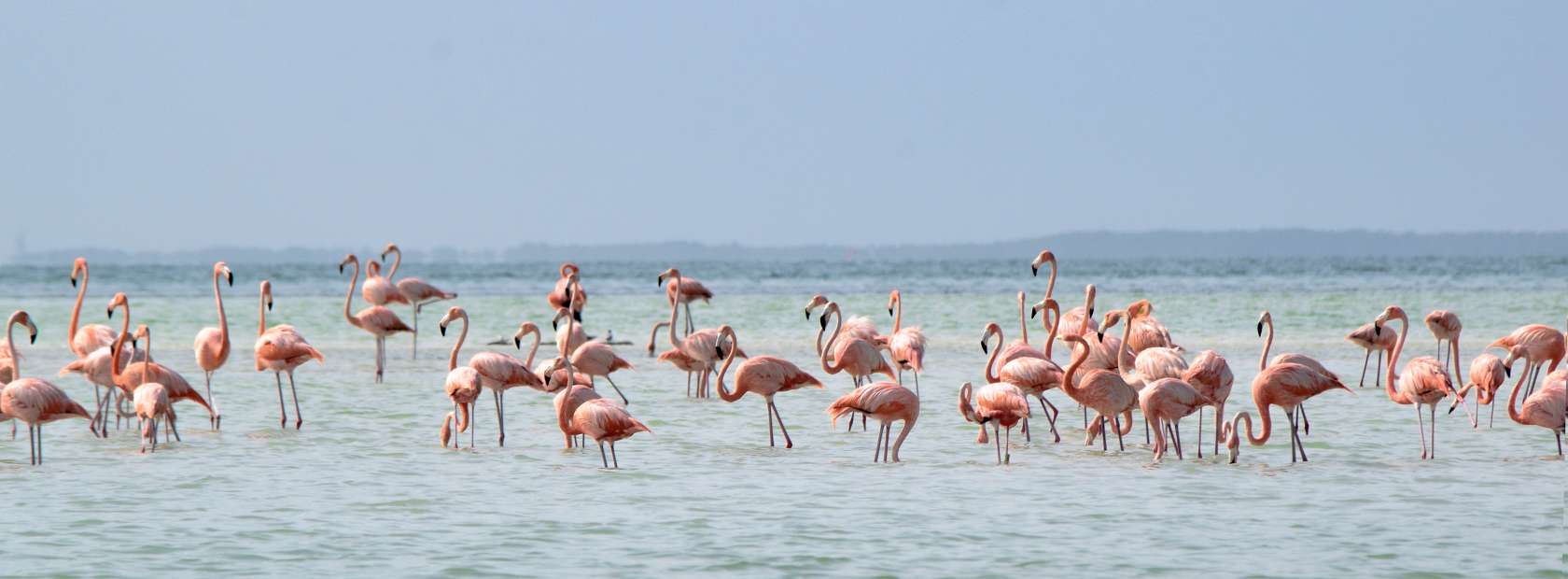 Flamingos en el mar 2