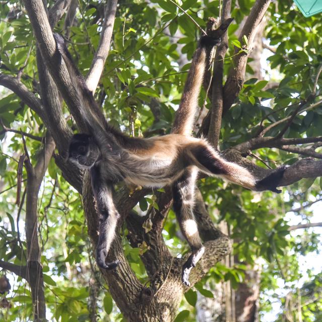 Monkey in Tree