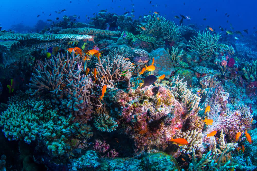 Puerto Morelos - Reef