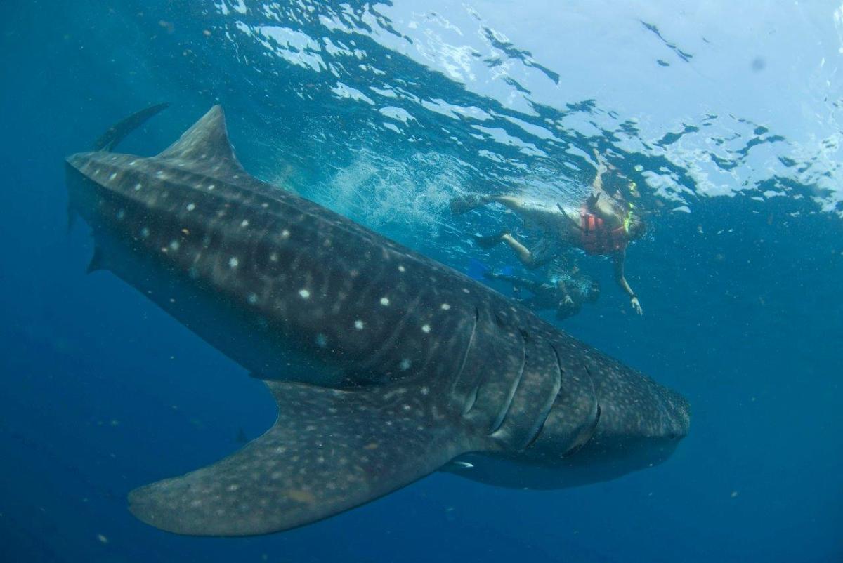 Swimming with Whale Sharks in Holbox