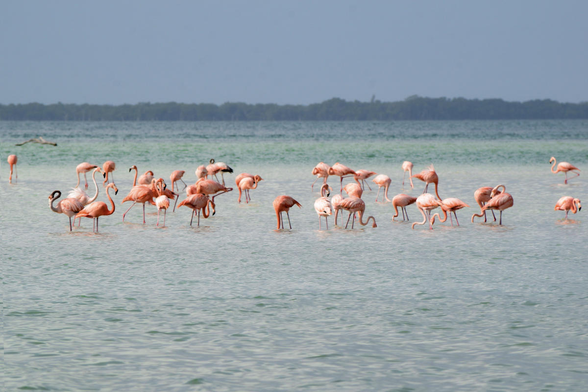 Flamingos en el mar