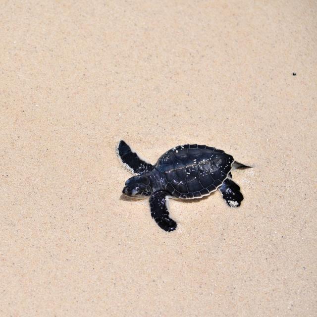 Sea Turtle on Beach