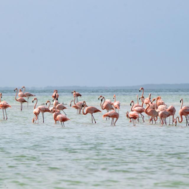 Flamingos en el mar 2