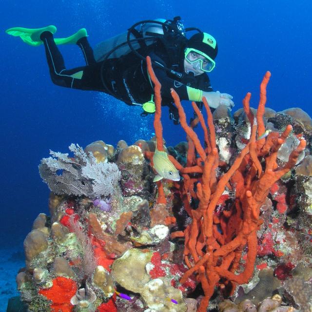 Scuba Diver and Coral