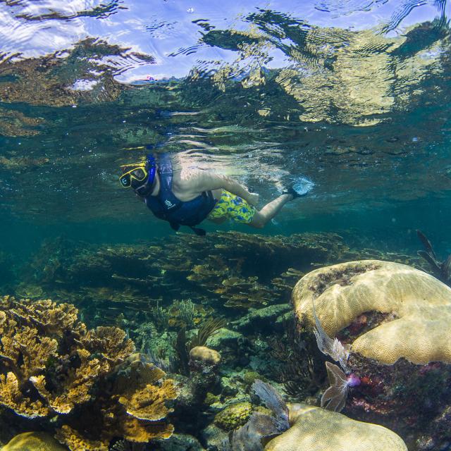 Snorkeler above Coral Reef
