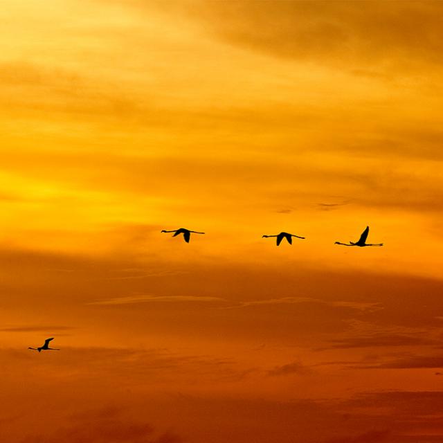 Birds Flying at Sunset
