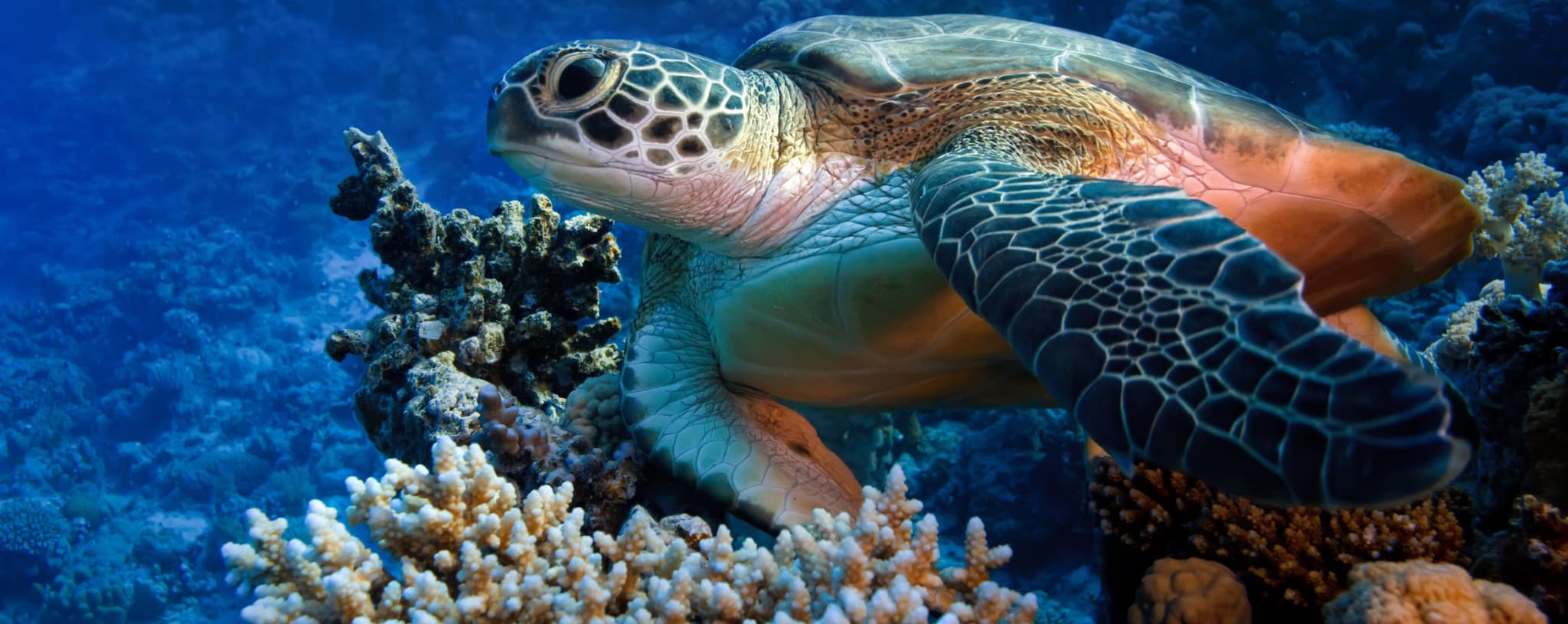 Sea turtle swimming over the coral reef