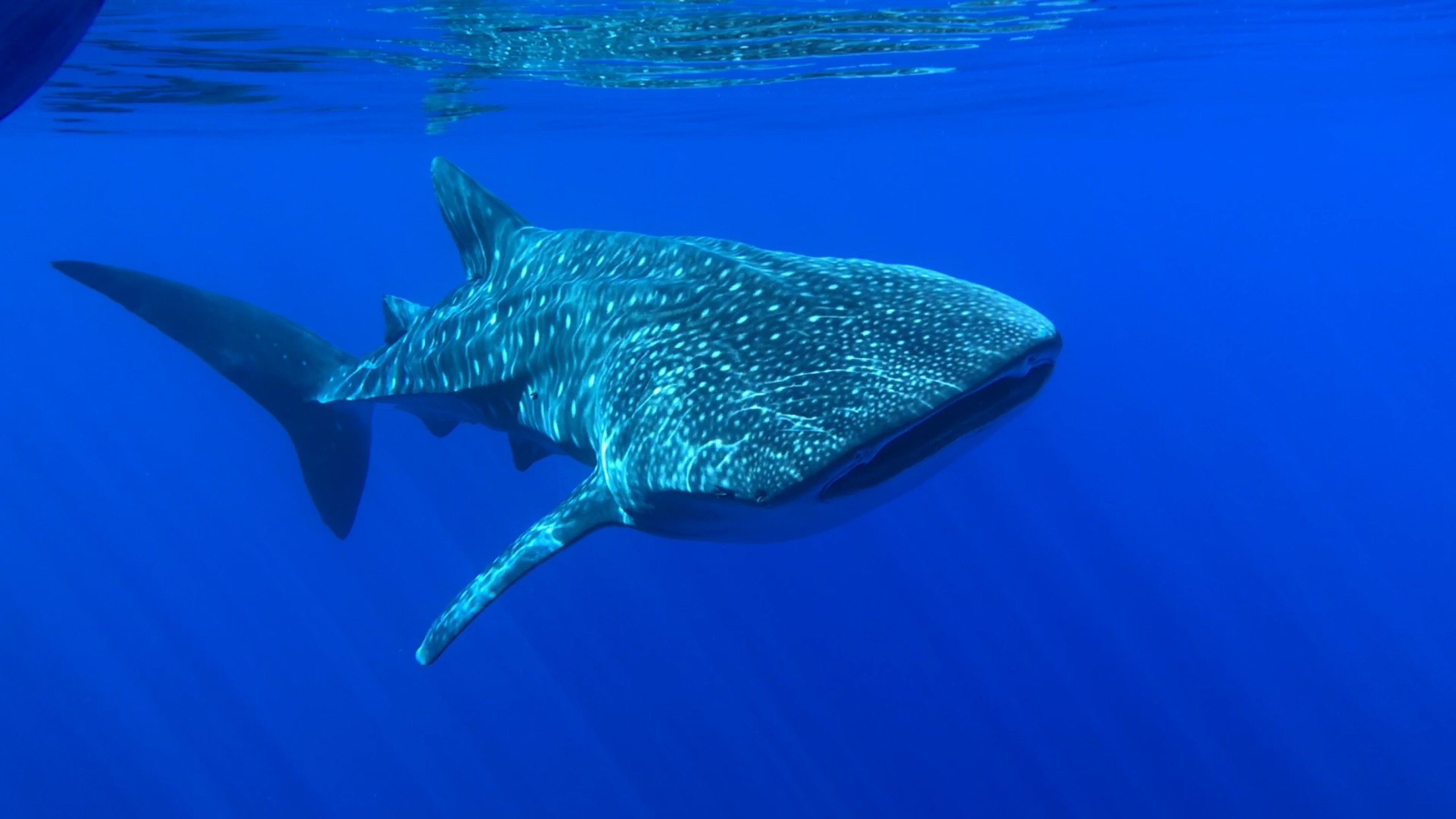 A whale shark swimming in blue water